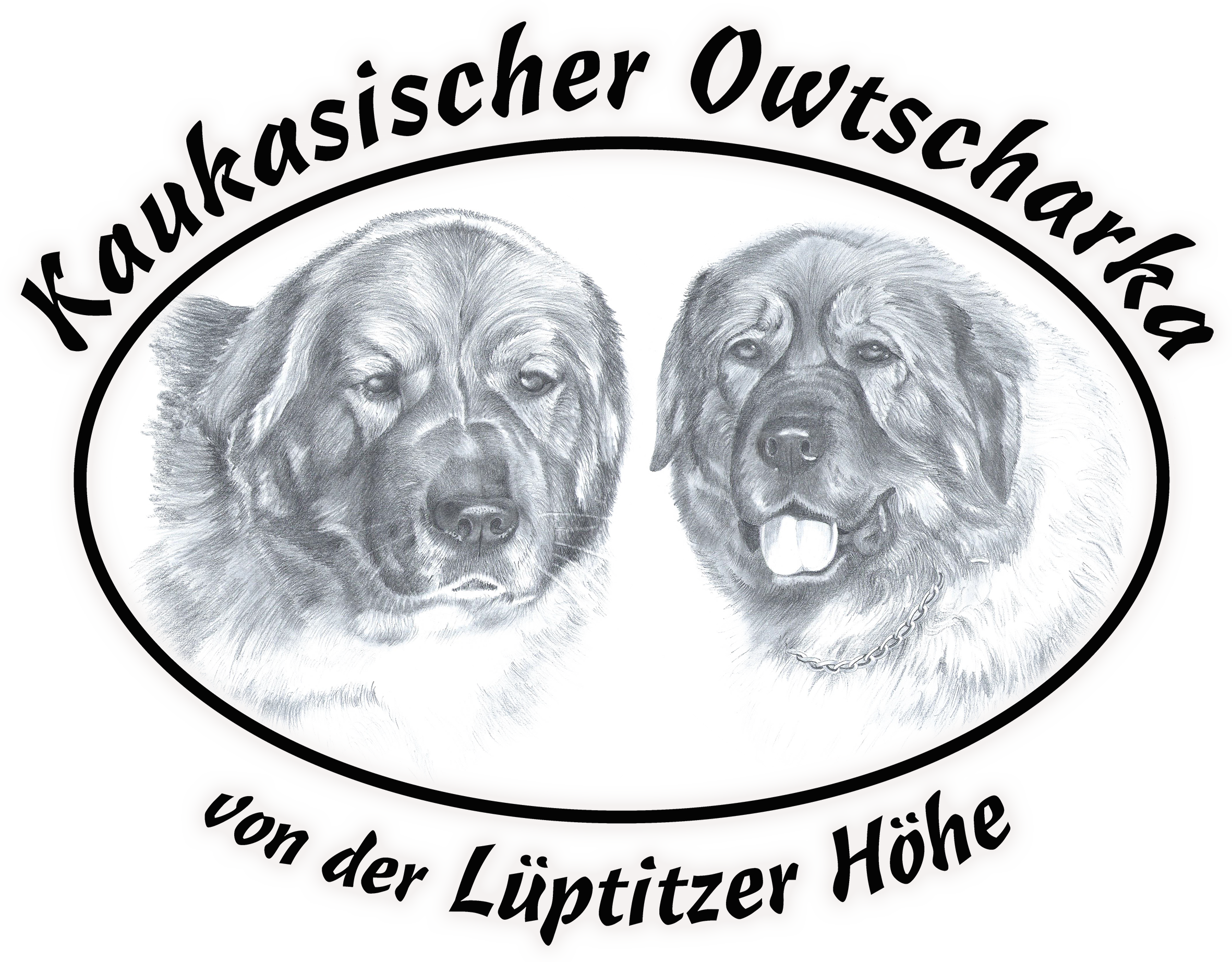 Kaukasische Owtscharka „von der Lüptitzer Höhe“